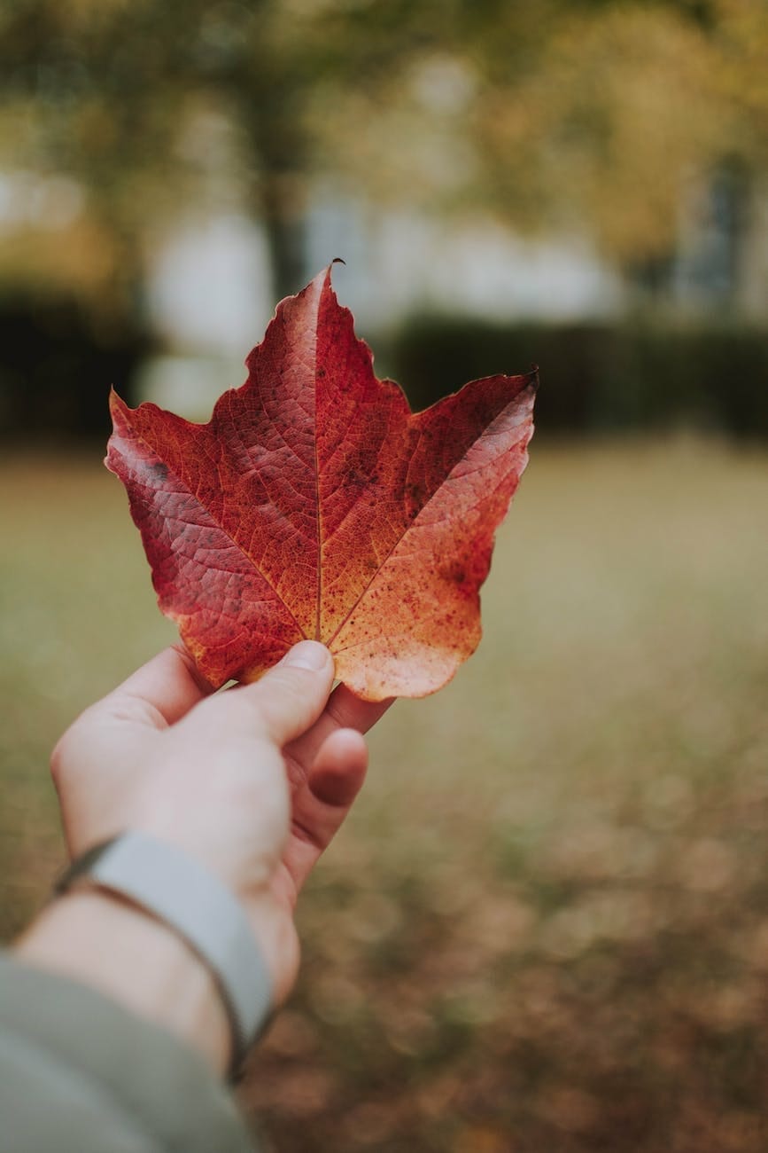 photo of a person s hand holding a maple leaf